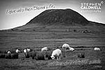 SCP_SlemishMountainSheep_0191BW - John 10v28.jpg